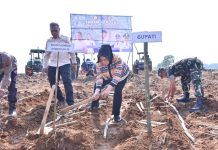 Bupati Tanam Tebu Perdana di KT Joyo Tani Desa Rejosari Polokarto