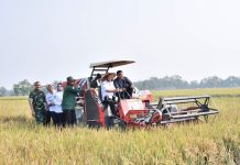 Bupati Dampingi Gubernur Jateng Panen Padi di Desa Gentan