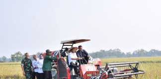 Bupati Dampingi Gubernur Jateng Panen Padi di Desa Gentan