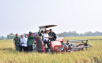 Bupati Dampingi Gubernur Jateng Panen Padi di Desa Gentan