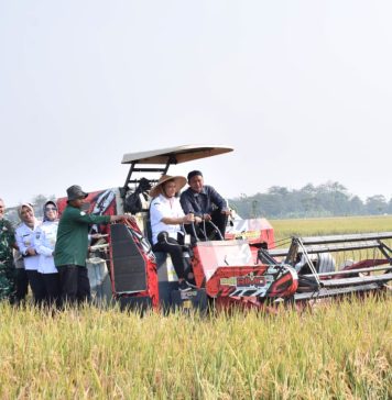 Bupati Dampingi Gubernur Jateng Panen Padi di Desa Gentan